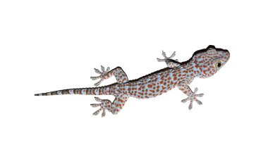 Gölgeli benekli kertenkele.