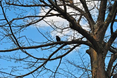 Ağaç dalında yalnız bir kuş
