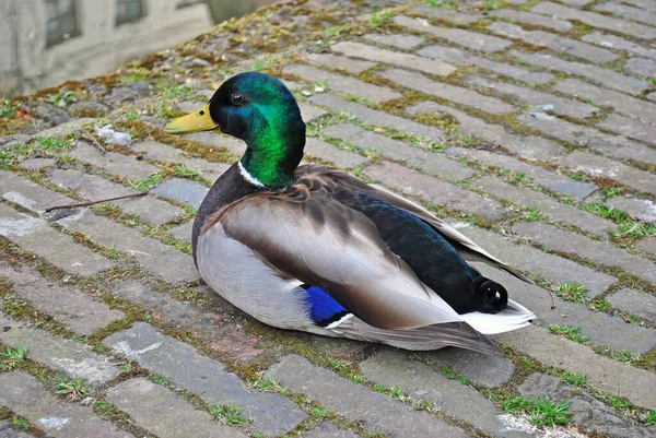 Stockente Der Uferpromenade Utrecht Niederlande — Stockfoto