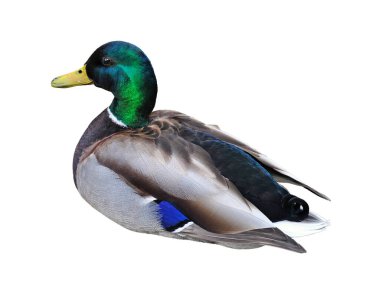 Ördek. Beyaz arkaplanda yalıtılmış Mallard Drake