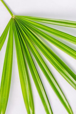 Yakın çekim palmiye yaprakları