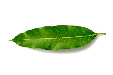 Yakın çekim Mango bırakır