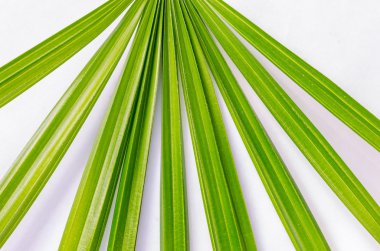 Yakın çekim palmiye yaprakları