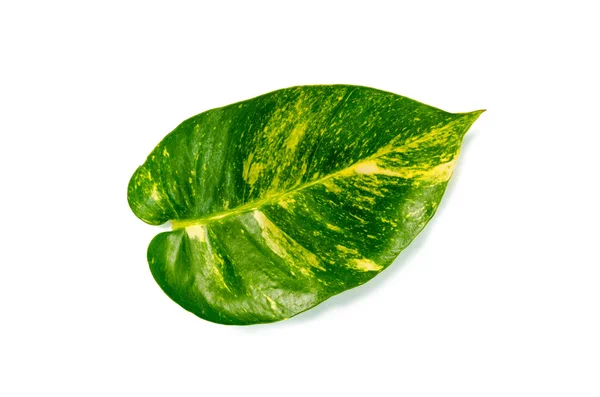 Folhas de pothos close-up — Fotografia de Stock