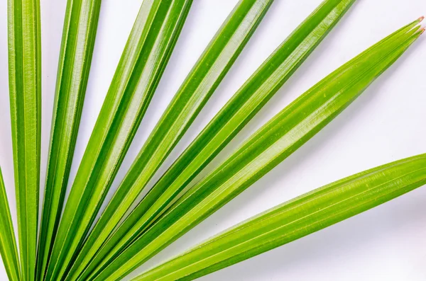 Gros plan feuilles de palmier — Photo