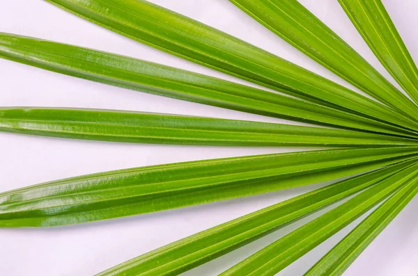 Yakın çekim palmiye yaprakları