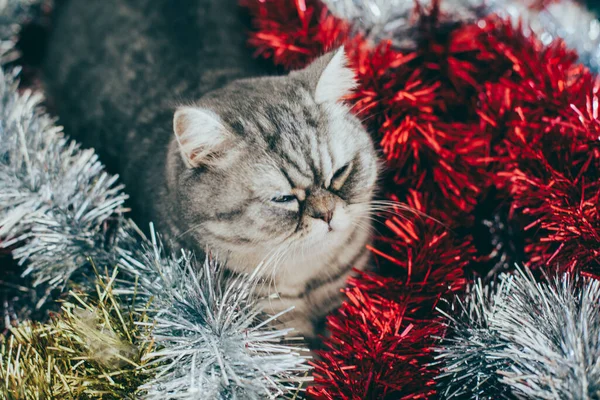 Skoç Düz Şirin Kedi Portresi Mutlu Hayvan — Stok fotoğraf