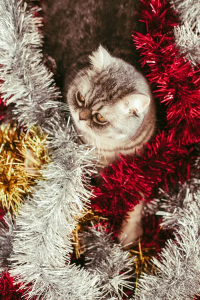 Schots Recht Schattig Katportret Gelukkig Huisdier — Stockfoto