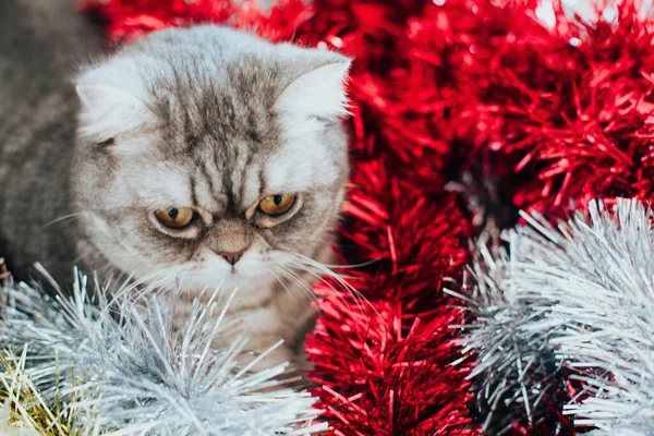 Schottische Geraden Nettes Katzenporträt Glückliches Haustier — Stockfoto