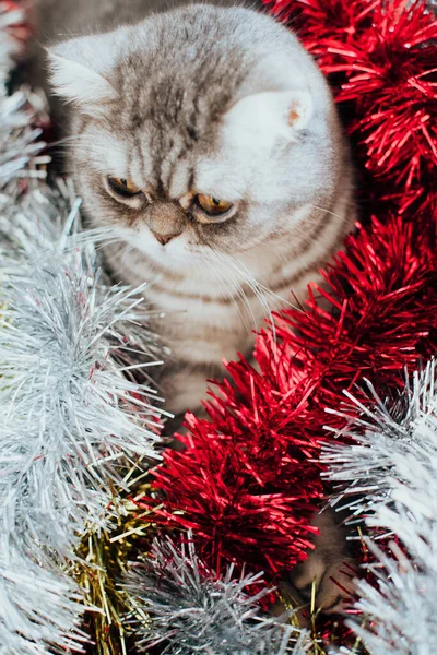 Skoç Düz Şirin Kedi Portresi Mutlu Hayvan — Stok fotoğraf