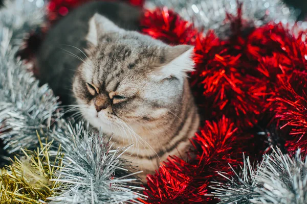 Schottische Geraden Nettes Katzenporträt Glückliches Haustier — Stockfoto