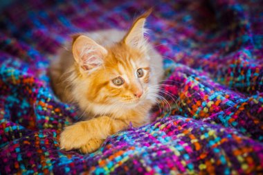 Maine Rakunu. Ekoseli küçük kırmızı maine rakunu..