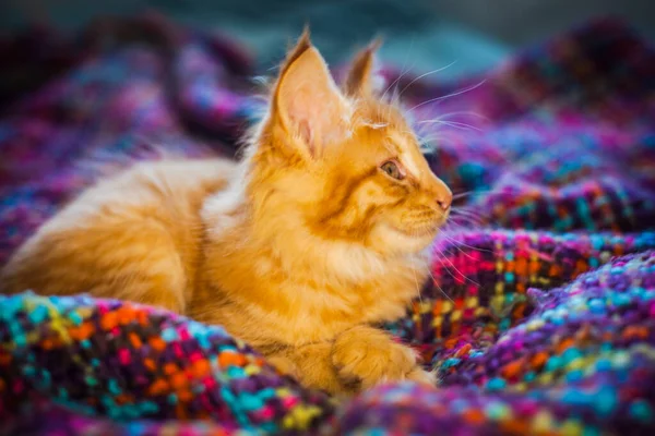 Maine Coon Little Red Maine Coon Kitten Plaid — Stock Photo, Image