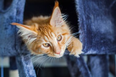 Maine Rakunu 'nun gri yumuşak evinde kedi yavrusu.