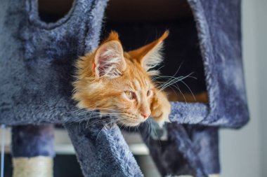 Maine Rakunu 'nun gri yumuşak evinde kedi yavrusu.