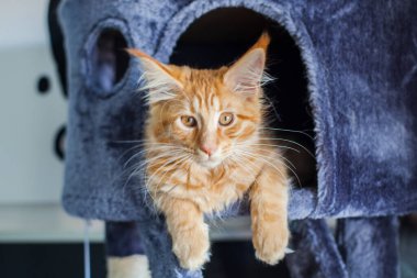 Maine Rakunu 'nun gri yumuşak evinde kedi yavrusu.