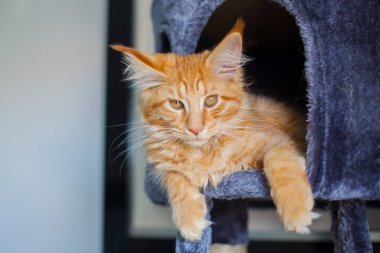 Maine Rakunu 'nun gri yumuşak evinde kedi yavrusu.