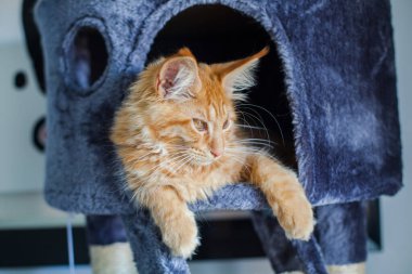 Maine Rakunu 'nun gri yumuşak evinde kedi yavrusu.