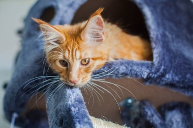 Maine Rakunu 'nun gri yumuşak evinde kedi yavrusu.