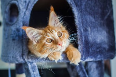 Maine Rakunu 'nun gri yumuşak evinde kedi yavrusu.