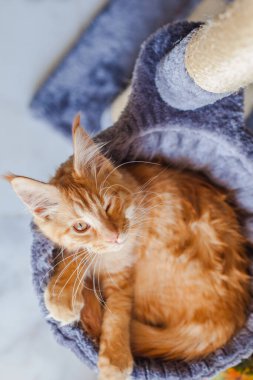 Maine Rakunu 'nun gri yumuşak evinde kedi yavrusu.