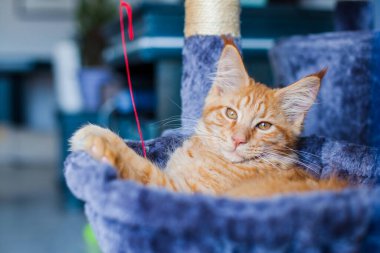 Maine Rakunu 'nun gri yumuşak evinde kedi yavrusu.