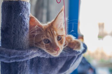 Maine Rakunu 'nun gri yumuşak evinde kedi yavrusu.