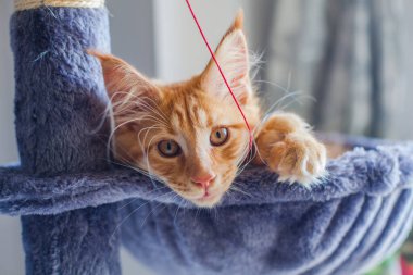 Maine Rakunu 'nun gri yumuşak evinde kedi yavrusu.