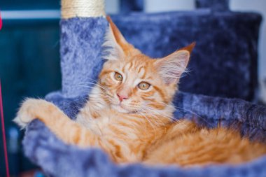 Maine Rakunu 'nun gri yumuşak evinde kedi yavrusu.