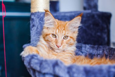 Maine Rakunu 'nun gri yumuşak evinde kedi yavrusu.