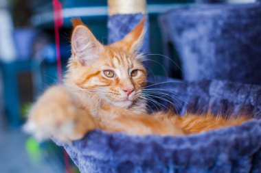 Maine Rakunu 'nun gri yumuşak evinde kedi yavrusu.