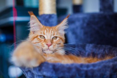 Maine Rakunu 'nun gri yumuşak evinde kedi yavrusu.