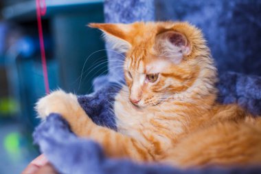 Maine Rakunu 'nun gri yumuşak evinde kedi yavrusu.