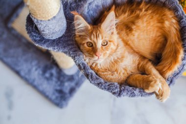 Maine Rakunu 'nun gri yumuşak evinde kedi yavrusu.