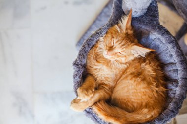 Maine Rakunu 'nun gri yumuşak evinde kedi yavrusu.