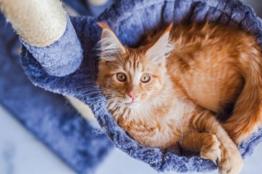 Maine Rakunu 'nun gri yumuşak evinde kedi yavrusu.