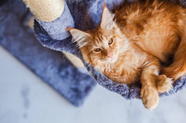 Maine Rakunu 'nun gri yumuşak evinde kedi yavrusu.