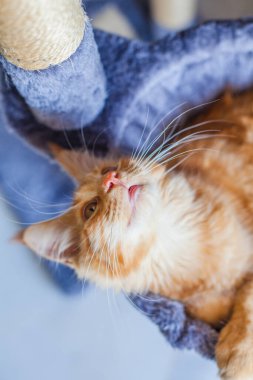 Maine Rakunu 'nun gri yumuşak evinde kedi yavrusu.