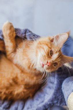 Maine Rakunu 'nun gri yumuşak evinde kedi yavrusu.