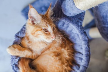 Maine Rakunu 'nun gri yumuşak evinde kedi yavrusu.