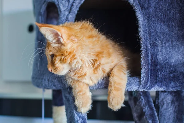 Maine Rakunu 'nun gri yumuşak evinde kedi yavrusu.