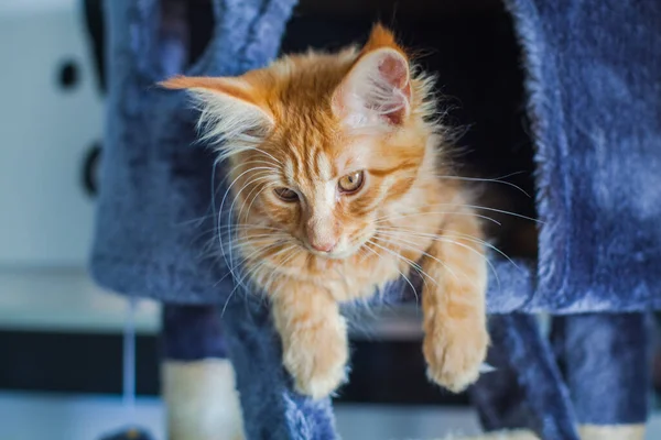 Maine Coon Kotek Jego Szary Miękki Dom — Zdjęcie stockowe