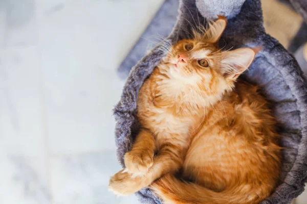 Maine Rakunu 'nun gri yumuşak evinde kedi yavrusu.