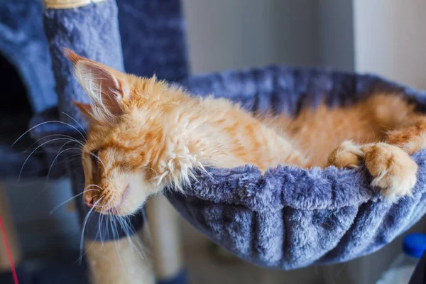 Maine Rakunu 'nun gri yumuşak evinde kedi yavrusu.