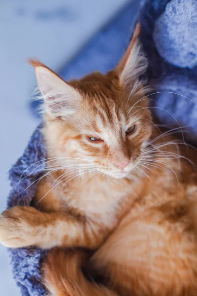 Maine Coon Gatito Gris Suave Hogar —  Fotos de Stock