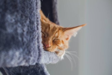 6 aylık meraklı bir Maine Rakun kedisinin portresi..