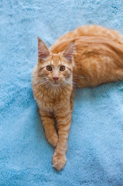 6 aylık meraklı bir Maine Rakun kedisinin portresi..