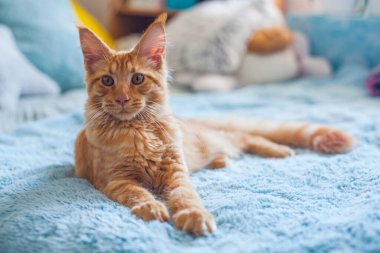 6 aylık meraklı bir Maine Rakun kedisinin portresi..