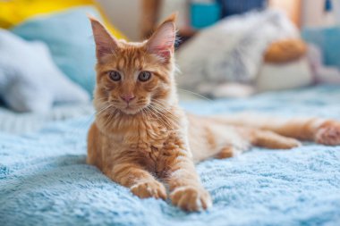 6 aylık meraklı bir Maine Rakun kedisinin portresi..