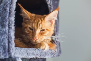 6 aylık meraklı bir Maine Rakun kedisinin portresi..